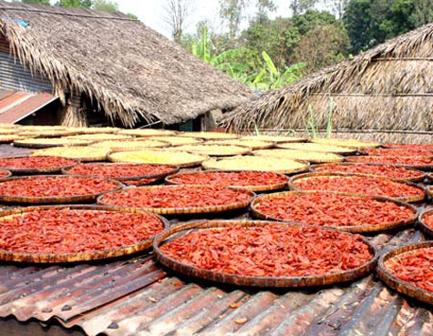 Những miếng mứt bí, mứt gừng thì lổn nhổn giòi bọ và lẫn cả phân gián, phân chuột và ruồi nhặng thì bu đầy. Sau khi được tẩm màu tẩm đường, mứt được mang ra ven đường để phơi với đủ loại bụi bặm, ruồi muỗi dính vào.
