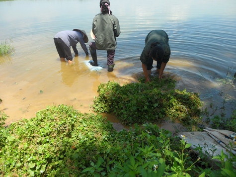 Hàng ngày, một số lượng rất lớn rau má được thu mua tập kết về khu vực đường liên xã thuộc xã Hữu Văn (Chương Mỹ, Hà Nội) để rửa bằng nước ao. Hàng ngày, một số lượng rất lớn rau má được thu mua tập kết về khu vực đường liên xã thuộc xã Hữu Văn (Chương Mỹ, Hà Nội) để rửa bằng nước ao.