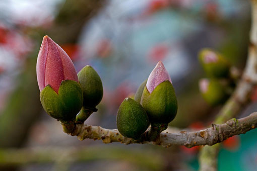 Nụ hoa căng tràn sức sống. Báo hiệu một năm mới sung túc Nụ hoa căng tràn sức sống. Báo hiệu một năm mới sung túc