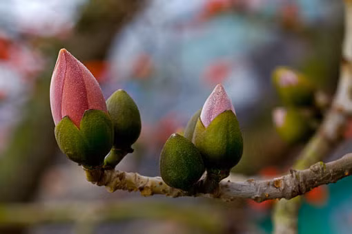Nụ hoa căng tràn sức sống. Báo hiệu một năm mới sung túc
