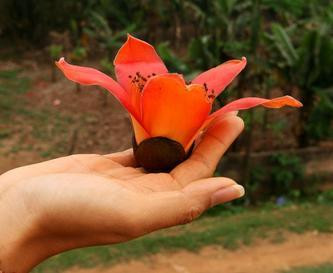 Bông hoa gợi nhắc bao kỷ niệm tưởng như đã ngủ quên Bông hoa gợi nhắc bao kỷ niệm tưởng như đã ngủ quên