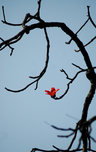 Mỗi bông hoa như một đốm lửa đỏ, thắp lửa sáng trên những cành cây khẳng khiu Mỗi bông hoa như một đốm lửa đỏ, thắp lửa sáng trên những cành cây khẳng khiu
