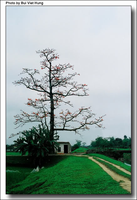 Khi cây gạo đầu làng bắt đầu lốm đốm đỏ Khi cây gạo đầu làng bắt đầu lốm đốm đỏ