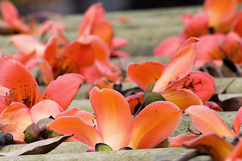 Hoa Gạo rơi từng cánh thắm xuống con đường lát gạch, một vài cơn gió bay ngang thổi vài cánh lả tả trong gió chiều Hoa Gạo rơi từng cánh thắm xuống con đường lát gạch, một vài cơn gió bay ngang thổi vài cánh lả tả trong gió chiều