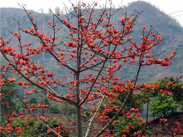 Hoa gạo nở đỏ rực như những đốm lửa ngày xuân. Cây bung nở hết mình, cái sức tích tụ bao tháng ngày Hoa gạo nở đỏ rực như những đốm lửa ngày xuân. Cây bung nở hết mình, cái sức tích tụ bao tháng ngày