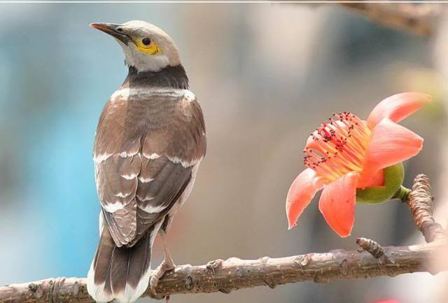 Hoa gạo gọi mùa xuân để chú chim ngẩn ngơ Hoa gạo gọi mùa xuân để chú chim ngẩn ngơ