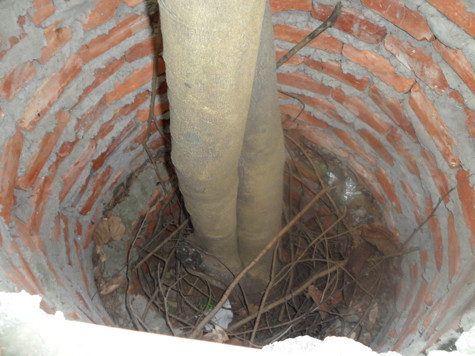 Mỗi một "vòng áo" của sưa là một lớp gạch chỉ xây quây thành vòng tròn, phía bên ngoài trát xi măng và có đường kính khoảng 1m, có chừa khoảng trống để thân cây có thể phát triển (Ảnh: Phạm Hải). Mỗi một "vòng áo" của sưa là một lớp gạch chỉ xây quây thành vòng tròn, phía bên ngoài trát xi măng và có đường kính khoảng 1m, có chừa khoảng trống để thân cây có thể phát triển (Ảnh: Phạm Hải).