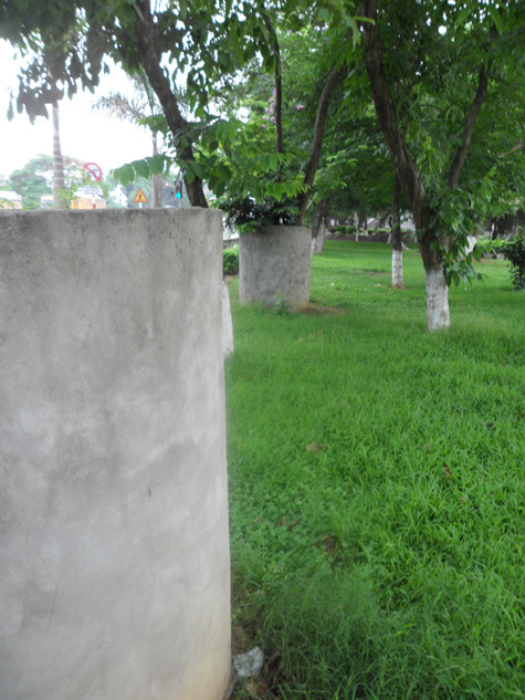 Những gốc sưa này có độ tuổi gần chục năm, được trồng gần sát vỉa hè theo đường Quốc lộ 1A (Ảnh: Phạm Hải). Những gốc sưa này có độ tuổi gần chục năm, được trồng gần sát vỉa hè theo đường Quốc lộ 1A (Ảnh: Phạm Hải).