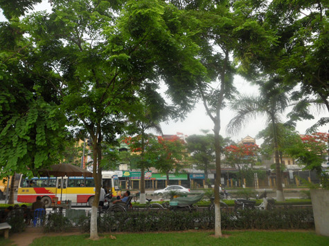 Rất hiếm những gốc sưa không cần có "áo giáp" bảo vệ mà vẫn có thể "toàn mạng" trước bọn "sưa tặc" tại vườn hoa như thế này (Ảnh: Phạm Hải). Rất hiếm những gốc sưa không cần có "áo giáp" bảo vệ mà vẫn có thể "toàn mạng" trước bọn "sưa tặc" tại vườn hoa như thế này (Ảnh: Phạm Hải).