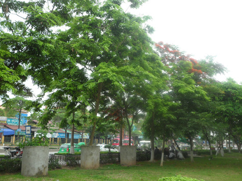 Khoảng 20 cây sưa có đường kính thân khá lớn được "bao bọc" bởi lớp "áo bê tông" nhằm tránh sự nhòm ngó của đám "sưa tặc" trong thời điểm gỗ sưa đang lên "cơn sốt" như hiện nay (Ảnh: Phạm Hải). Khoảng 20 cây sưa có đường kính thân khá lớn được "bao bọc" bởi lớp "áo bê tông" nhằm tránh sự nhòm ngó của đám "sưa tặc" trong thời điểm gỗ sưa đang lên "cơn sốt" như hiện nay (Ảnh: Phạm Hải).