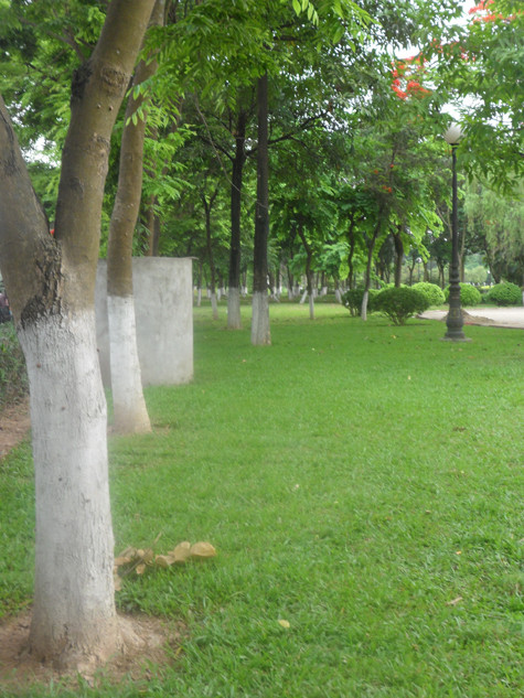 Rất hiếm những gốc sưa không cần có "áo giáp" bảo vệ mà vẫn có thể "toàn mạng" trước bọn "sưa tặc" tại vườn hoa như thế này (Ảnh: Phạm Hải). Rất hiếm những gốc sưa không cần có "áo giáp" bảo vệ mà vẫn có thể "toàn mạng" trước bọn "sưa tặc" tại vườn hoa như thế này (Ảnh: Phạm Hải).