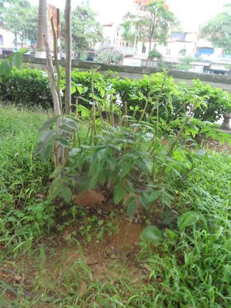 Tại đây, đã có 4 - 5 gốc sưa đã trở thành "nạn nhân" của bọn "sưa tặc" khi bị đốn hạ, chỉ còn trơ lại gốc và những mầm cây đang mọc lên từ những gốc sưa bị chặt đó (Ảnh: Phạm Hải). Tại đây, đã có 4 - 5 gốc sưa đã trở thành "nạn nhân" của bọn "sưa tặc" khi bị đốn hạ, chỉ còn trơ lại gốc và những mầm cây đang mọc lên từ những gốc sưa bị chặt đó (Ảnh: Phạm Hải).