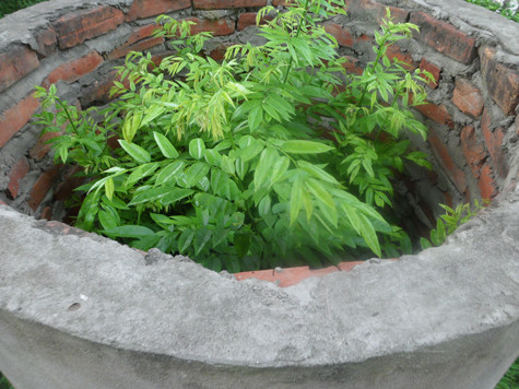 Một gốc sưa trong chiếc "áo giáp" bằng bê tông nhưng vẫn bị chặt cụt tận gốc và những mầm cây sưa này đang mọc trở lại từ gốc cây bị chặt cụt lủn đó (Ảnh: Phạm Hải). Một gốc sưa trong chiếc "áo giáp" bằng bê tông nhưng vẫn bị chặt cụt tận gốc và những mầm cây sưa này đang mọc trở lại từ gốc cây bị chặt cụt lủn đó (Ảnh: Phạm Hải).