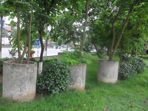 Theo những người bán hàng ở khu vực gần vườn hoa cho biết, biện pháp "mặc giáp" cho sưa bằng "áo" bê tông tại đây là "sáng kiến" chẳng đặng đừng trước vấn nạn "sưa tặc" hoành hành như hiện nay (Ảnh: Phạm Hải). Theo những người bán hàng ở khu vực gần vườn hoa cho biết, biện pháp "mặc giáp" cho sưa bằng "áo" bê tông tại đây là "sáng kiến" chẳng đặng đừng trước vấn nạn "sưa tặc" hoành hành như hiện nay (Ảnh: Phạm Hải).