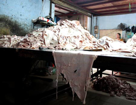 Bì lợn nguyên liệu trước khi chế biến được chất đống, đặt luôn dưới nền đất và được luộc trong những nồi nước đặt ngay bên cạnh những cống nước thải hoặc bãi rác. Bì lợn nguyên liệu trước khi chế biến được chất đống, đặt luôn dưới nền đất và được luộc trong những nồi nước đặt ngay bên cạnh những cống nước thải hoặc bãi rác.