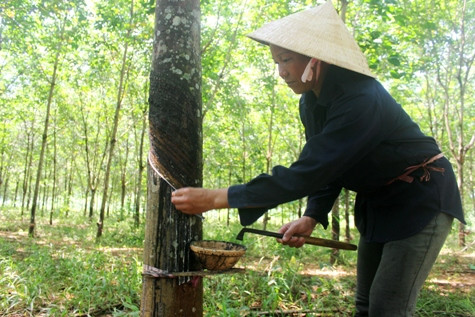 Chị Nguyễn Thị Hồng cùng hàng trăm hộ gia đình khác trồng cao su tại xã Minh Hợp, huyện Quỳ Hợp, Nghệ An hằng ngày vẫn tự mình cạo mủ cao su, nhằm vớt vát lại ít vốn bỏ ra