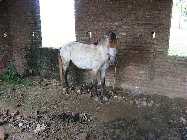 Đã nhiều năm nay, phân hiệu trường Tiểu học Hương Lâm thành chuồng nuôi ngựa. Đã nhiều năm nay, phân hiệu trường Tiểu học Hương Lâm thành chuồng nuôi ngựa.