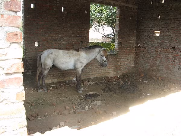 Nhiều khi phân ngựa bốc mùi khiến học sinh không tập chung học được.