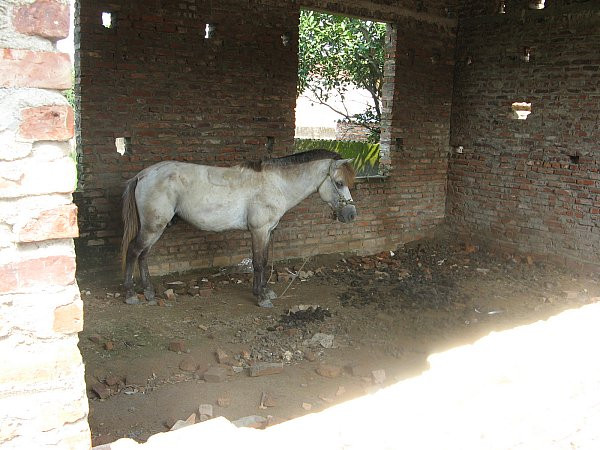 Nhiều khi phân ngựa bốc mùi khiến học sinh không tập chung học được. Nhiều khi phân ngựa bốc mùi khiến học sinh không tập chung học được.