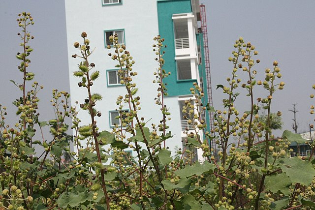 Những cây thuốc nam đầu tiên tại trường. Những cây thuốc nam đầu tiên tại trường.