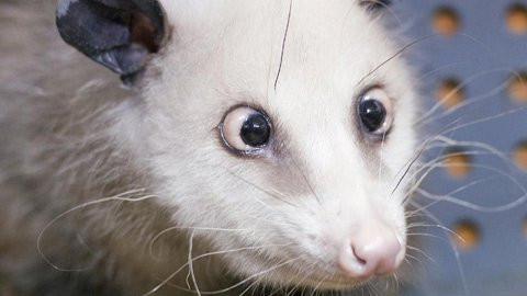Đầu năm nay, mạng Internet đã phát sốt vì một cô chuột possum mắt lác tại Đức. Heidi đã nhanh chóng trở thành một hiện tượng Internet và có tới 340.000 người “Likes” cô chuột này trên trang Facebook của Heidi. Heidi khoảng 2,5 tuổi, bị bỏ rơi bên ngoài một trạm bảo vệ động vật ở Bắc Carolina. Sau đó Heidi được chuyển tới vườn thú Leipzig ở Đông Đức. Sở thú tin rằng tật mắt lác của Heidi là do chế độ ăn của nó trước khi bị bỏ rơi, hoặc vì Heidi bị thừa cân khiến cho chất béo tích tụ lại đằng sau mắt. Tuy nhiên Heidi tỏ ra hoàn toàn bình thường và không hề đau đơn gì. Đầu năm nay, mạng Internet đã phát sốt vì một cô chuột possum mắt lác tại Đức. Heidi đã nhanh chóng trở thành một hiện tượng Internet và có tới 340.000 người “Likes” cô chuột này trên trang Facebook của Heidi. Heidi khoảng 2,5 tuổi, bị bỏ rơi bên ngoài một trạm bảo vệ động vật ở Bắc Carolina. Sau đó Heidi được chuyển tới vườn thú Leipzig ở Đông Đức. Sở thú tin rằng tật mắt lác của Heidi là do chế độ ăn của nó trước khi bị bỏ rơi, hoặc vì Heidi bị thừa cân khiến cho chất béo tích tụ lại đằng sau mắt. Tuy nhiên Heidi tỏ ra hoàn toàn bình thường và không hề đau đơn gì.