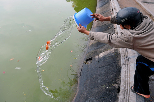 Đổ ụp xô cá xuống hồ Gươm. Đổ ụp xô cá xuống hồ Gươm.