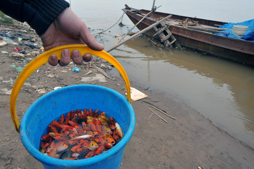 Người khác cẩn thận hơn thì xách cả xô đi bộ xuống chân cầu thả. Người khác cẩn thận hơn thì xách cả xô đi bộ xuống chân cầu thả.