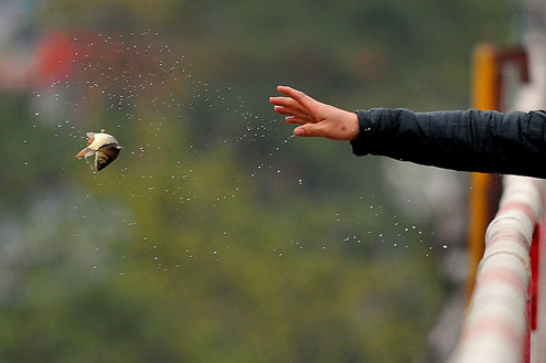 Không chỉ cá chép đỏ, cá chép thường cũng được người dân cúng và thả. Không chỉ cá chép đỏ, cá chép thường cũng được người dân cúng và thả.