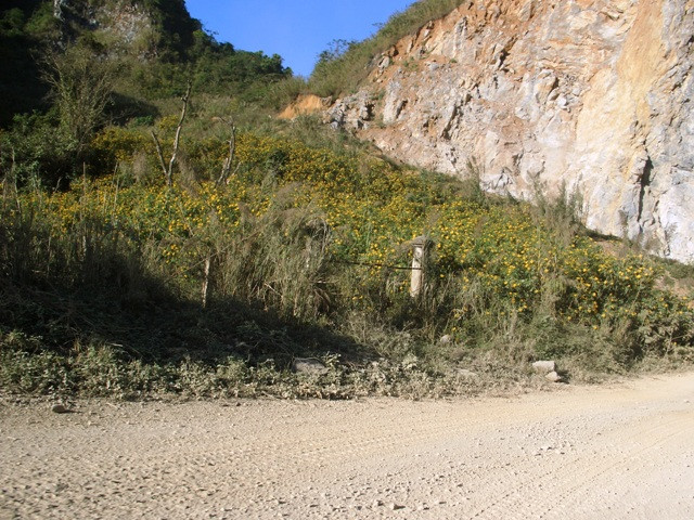 Hoa dã quỳ nở trên núi rừng Tây Bắc, đây là đoạn đường lên với Tây Bắc. Hoa dã quỳ nở trên núi rừng Tây Bắc, đây là đoạn đường lên với Tây Bắc.