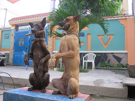 Hình ảnh các chú khuyển được dạy dỗ Hình ảnh các chú khuyển được dạy dỗ