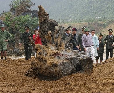 Khúc gỗ Sưa đã được đưa lên bờ và di chuyển đến nơi an toàn vào chiều ngày 26/2