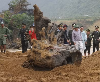 Khúc gỗ Sưa đã được đưa lên bờ và di chuyển đến nơi an toàn vào chiều ngày 26/2