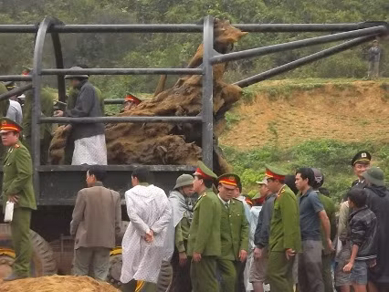 Đến chiều ngày 26/2, khúc gỗ sưa "bạc tỷ" dưới ngầm suối Tróoc đã được đưa về nơi an toàn.