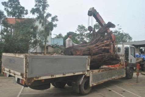 Lực lượng chức năng vận chuyển gốc gỗ sưa đi kiểm tra Lực lượng chức năng vận chuyển gốc gỗ sưa đi kiểm tra