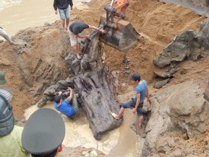 Sau nhiều nỗ lực gốc gỗ sưa được phát hiện dưới ngầm suối Tróoc đã được đưa lên an toàn Sau nhiều nỗ lực gốc gỗ sưa được phát hiện dưới ngầm suối Tróoc đã được đưa lên an toàn