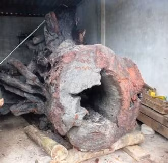 Gốc gỗ sưa được phát hiện tại ngầm suối Tróoc đang được bảo vệ nghiêm ngặt tại hạt kiểm lâm huyện Bố Trạch, Quảng Bình