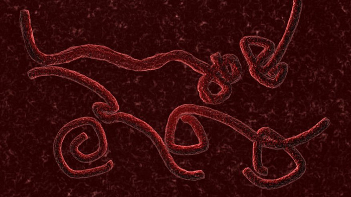Ebola- virus gây bệnh khủng khiếp Ebola- virus gây bệnh khủng khiếp