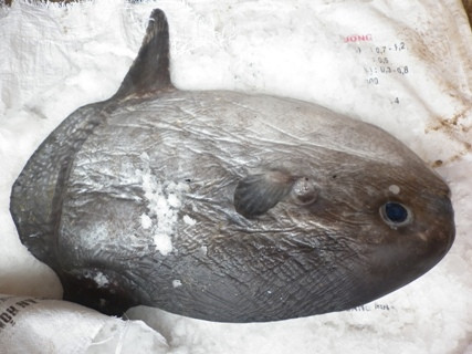 Con cá mặt trăng đặc biệt quý hiếm nằm trong sách đỏ Việt Nam vừa được ngư dân huyện Quỳnh Lưu, Nghệ An bắt được. Con cá mặt trăng đặc biệt quý hiếm nằm trong sách đỏ Việt Nam vừa được ngư dân huyện Quỳnh Lưu, Nghệ An bắt được.