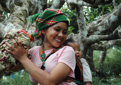 Nụ cười hạnh phúc - ảnh chụp bên cây chè cổ Suối Giàng, Nghĩa Lộ.