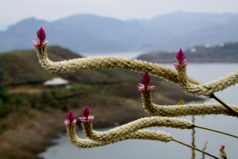 Những bông hoa màu sắc - tô điểm cho vùng hồ hoang sơ. Những bông hoa màu sắc - tô điểm cho vùng hồ hoang sơ.