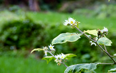 Cây cà dại ven hồ trổ đầy hoa. Cây cà dại ven hồ trổ đầy hoa.