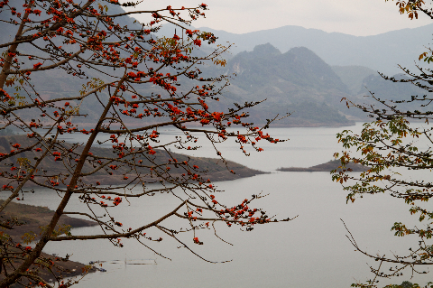 Mùa xuân, hoa gạo bung nở rực rỡ. Mùa xuân, hoa gạo bung nở rực rỡ.