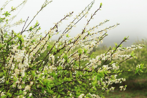 Sức sống căng tràn khi xuân về