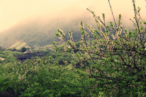 Những ngôi nhà thấp thoáng sau rừng hoa