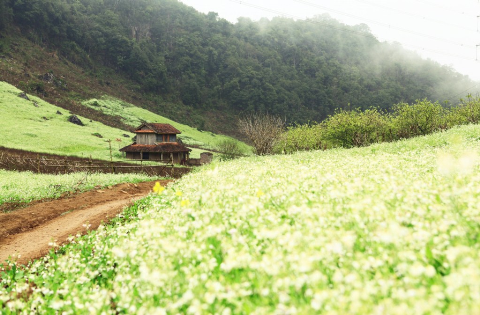 Trắng muốt những đồi hoa cải