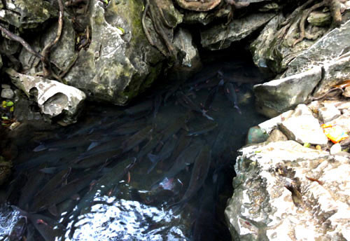 Những chú cá thần ra và vào ở một cửa hang rất nhỏ, hẹp Những chú cá thần ra và vào ở một cửa hang rất nhỏ, hẹp