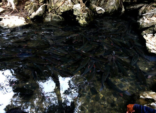 Đàn cá ở đây có tới hàng nghìn con lớn, nhỏ, hình thù rất lạ, màu sắc phong phú như đỏ, xanh, hồng... Mỗi khi bơi, thân cá thần phát sáng nhiều màu, lấp lánh ánh bạc rất đẹp. Đàn cá ở đây có tới hàng nghìn con lớn, nhỏ, hình thù rất lạ, màu sắc phong phú như đỏ, xanh, hồng... Mỗi khi bơi, thân cá thần phát sáng nhiều màu, lấp lánh ánh bạc rất đẹp.