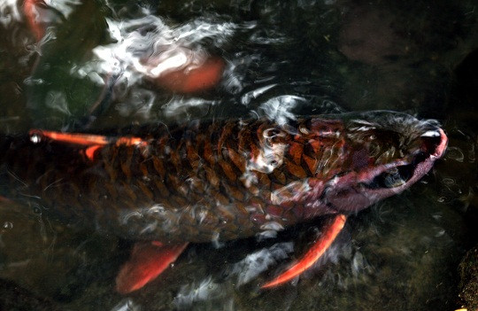 Sự sung túc của đàn cá trên dòng suối sẽ đem lại sự bình yên no ấm cho cuộc sống của bà con dân tộc Mường, nên truyền đời người dân trong khu vực luôn gìn giữ nuôi nấng, không ai dám ăn thịt loại cá này Sự sung túc của đàn cá trên dòng suối sẽ đem lại sự bình yên no ấm cho cuộc sống của bà con dân tộc Mường, nên truyền đời người dân trong khu vực luôn gìn giữ nuôi nấng, không ai dám ăn thịt loại cá này