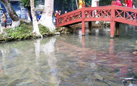 Đàn cá ở suối cá thần này có hàng nghìn con lớn, nhỏ. Mỗi con cá có thể nặng từ 2 kg đến 8 kg, có cá chúa nặng tới 30 kg. Hình thù các loài cá ở đây rất lạ, màu sắc phong phú như: màu đỏ, xanh, hồng Đàn cá ở suối cá thần này có hàng nghìn con lớn, nhỏ. Mỗi con cá có thể nặng từ 2 kg đến 8 kg, có cá chúa nặng tới 30 kg. Hình thù các loài cá ở đây rất lạ, màu sắc phong phú như: màu đỏ, xanh, hồng