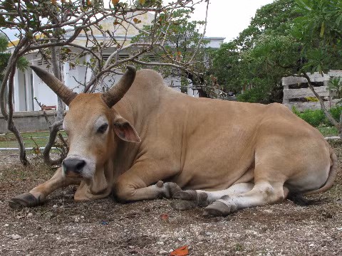 Bình yên như trên đất liền. Những chú bò đảo Song Tử Tây cũng rất đáng yêu